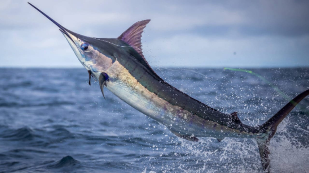 Fishing in Panama: The Complete Guide