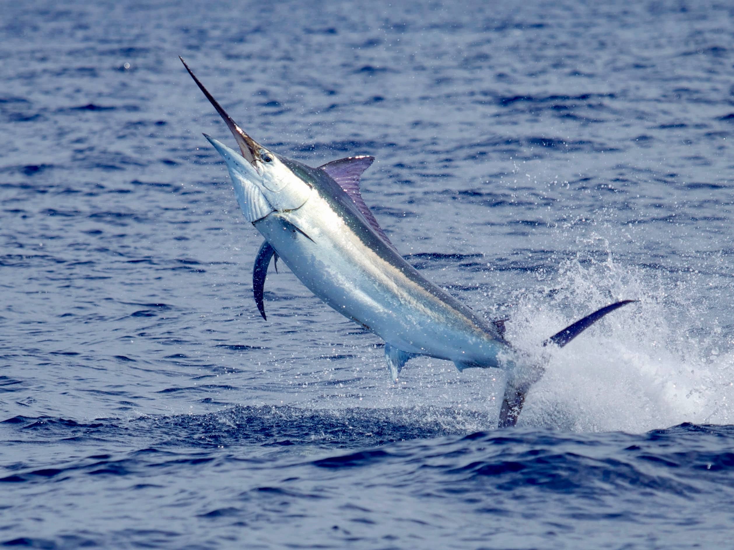 Action shot of a marlin jumping during a fishing adventure.