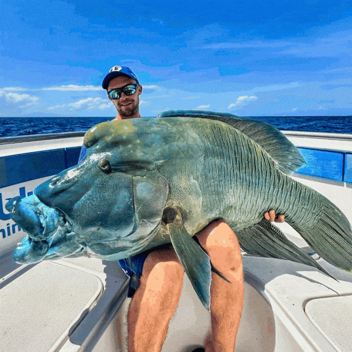 Vanuatu Fishing Report - Trophy Maori Wrasse