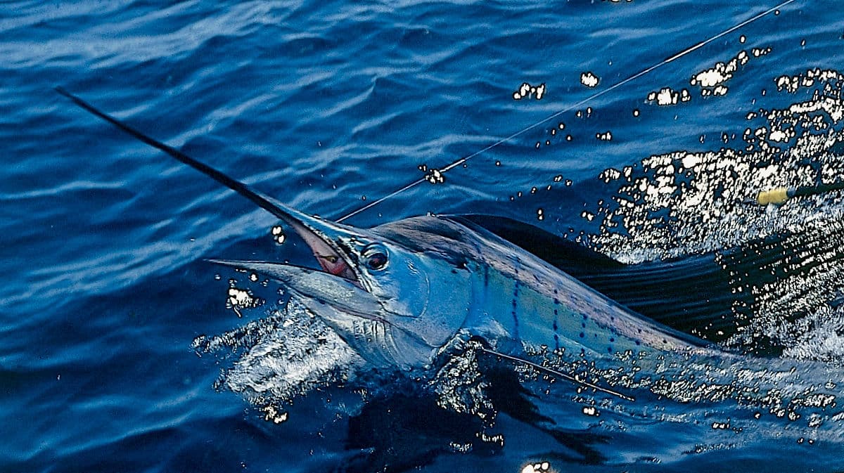 Sailfish release in the clear waters of Vanuatu.