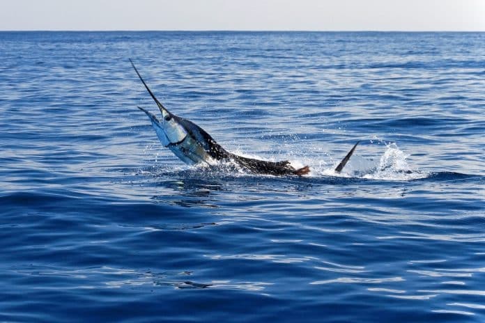 The acrobatic sailfish, sort after by anglers worldwide.