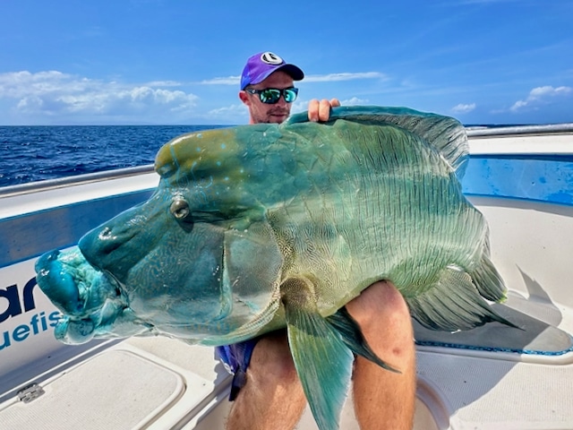 Trophy Vanuatu Maori Wrasse